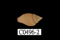 藏品(麥螺)的圖片